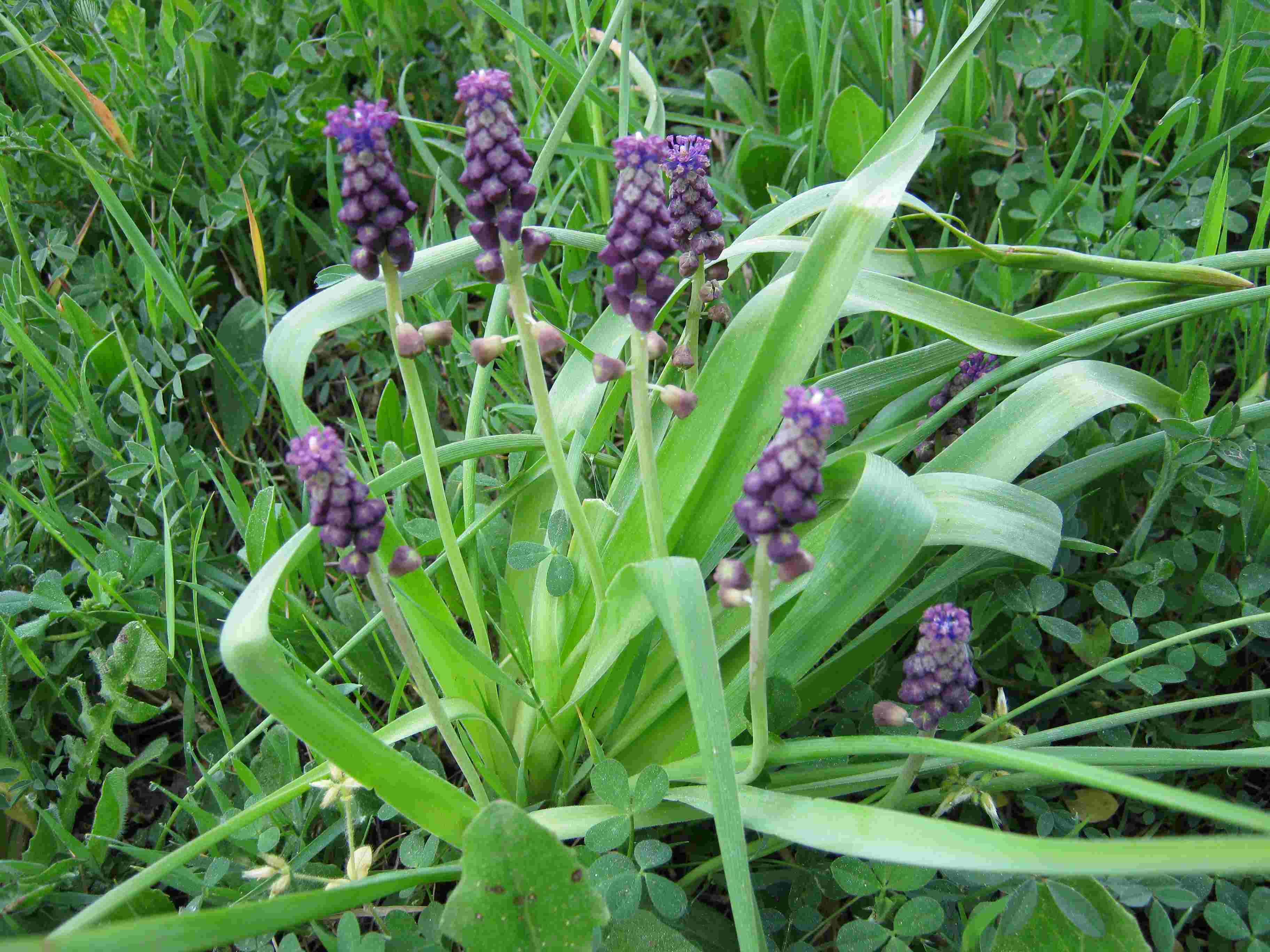 Muscari comosum